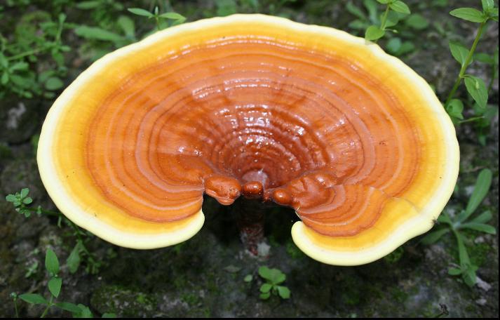 Τι είναι το γανόδερμα (ganoderma lucidum) και ποια τα οφέλη του