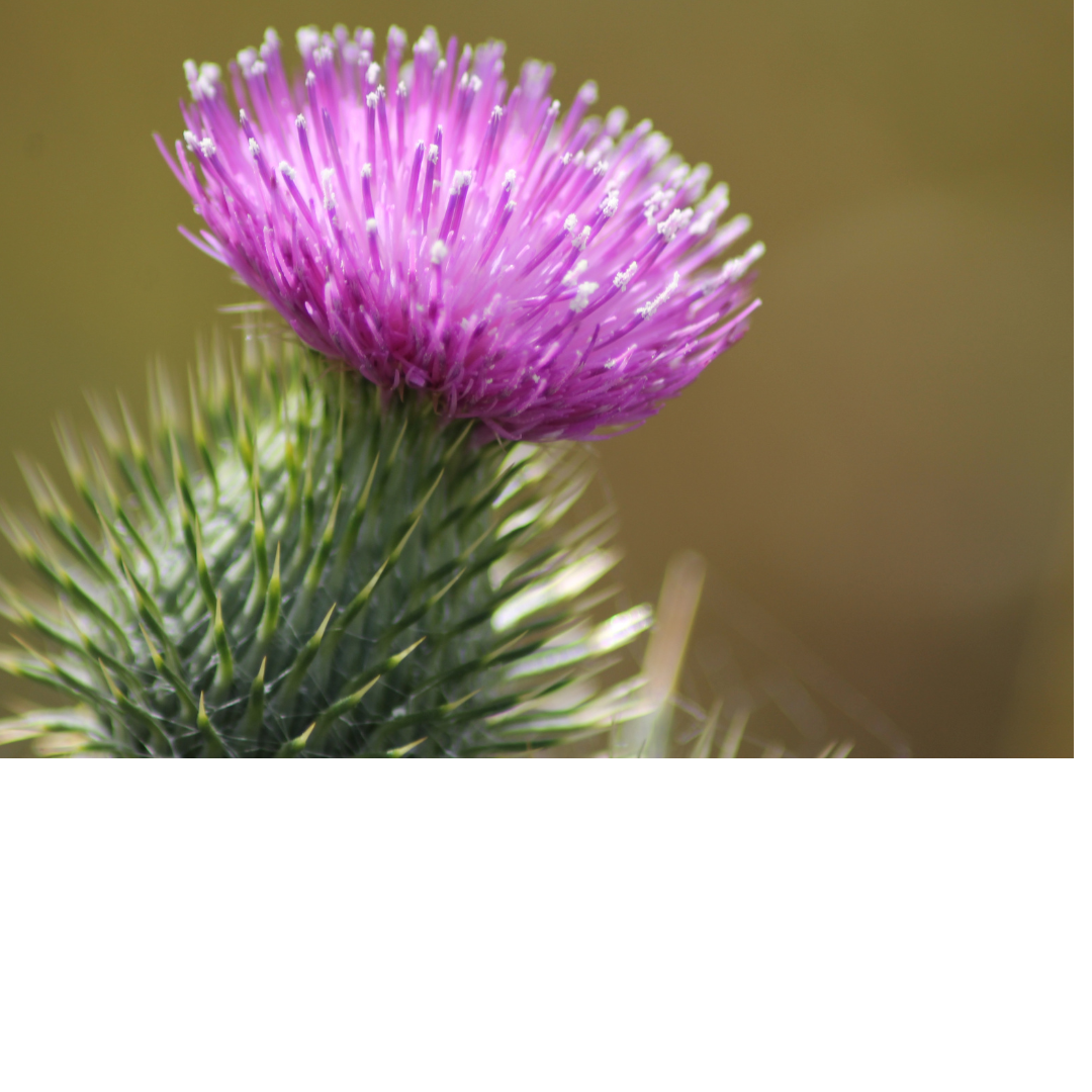 MILK THISTLE- Γαϊδουράγκαθο αποτοξινώνει το συκώτι, κάνει καλό για δίαιτα, σάκχαρο, ψωρίαση, αντίδοτο σε δηλητηριάσεις