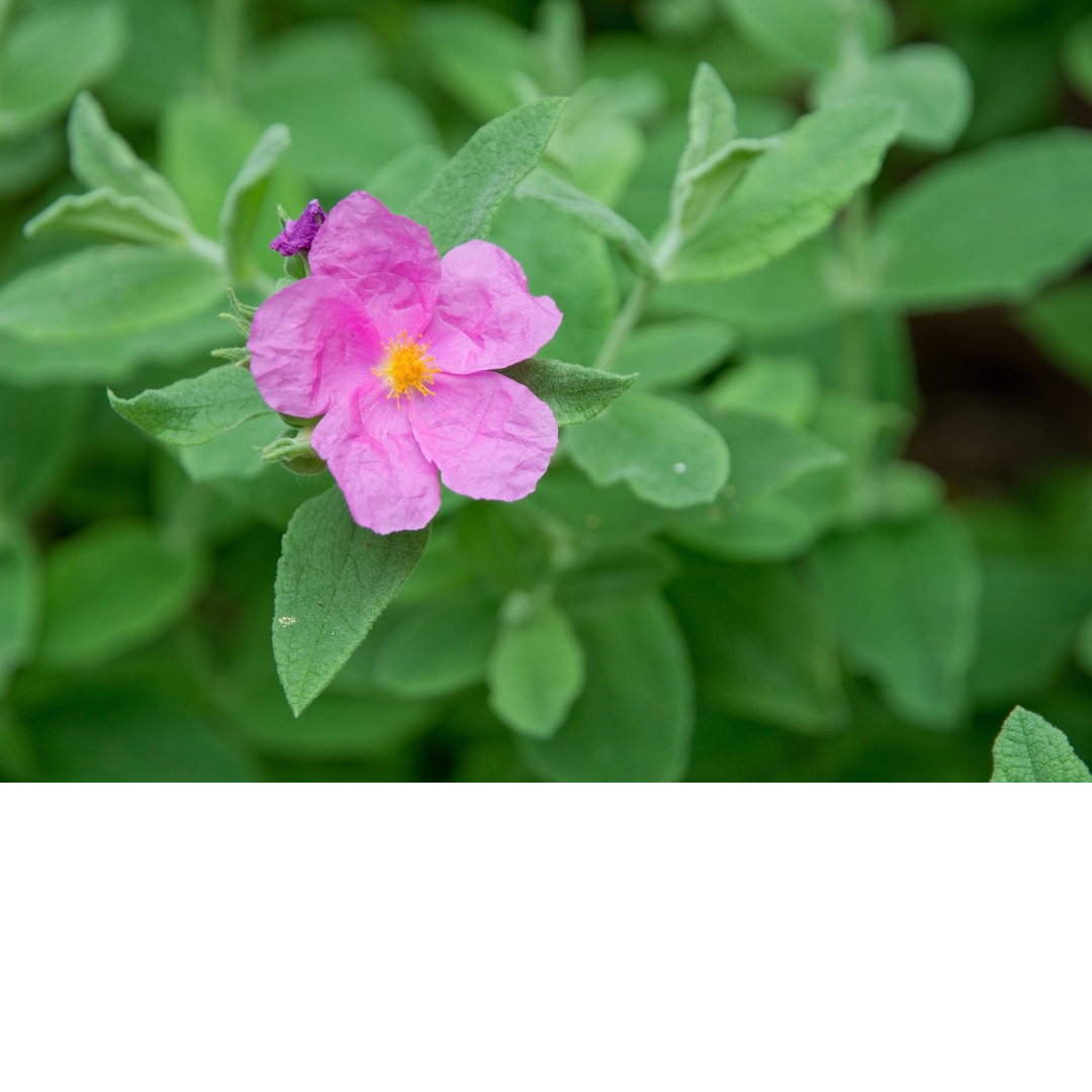 Rock Rose - Κίστος, (Ξισταρκά) οι θεοί στον Όλυμπο τον καθόρισαν ως ένα από τα πιο θεραπευτικά φυτά
