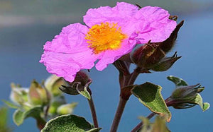 Rock Rose - Κίστος, (Ξισταρκά) οι θεοί στον Όλυμπο τον καθόρισαν ως ένα από τα πιο θεραπευτικά φυτά