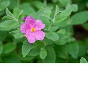 Rock Rose - Κίστος, (Ξισταρκά) οι θεοί στον Όλυμπο τον καθόρισαν ως ένα από τα πιο θεραπευτικά φυτά