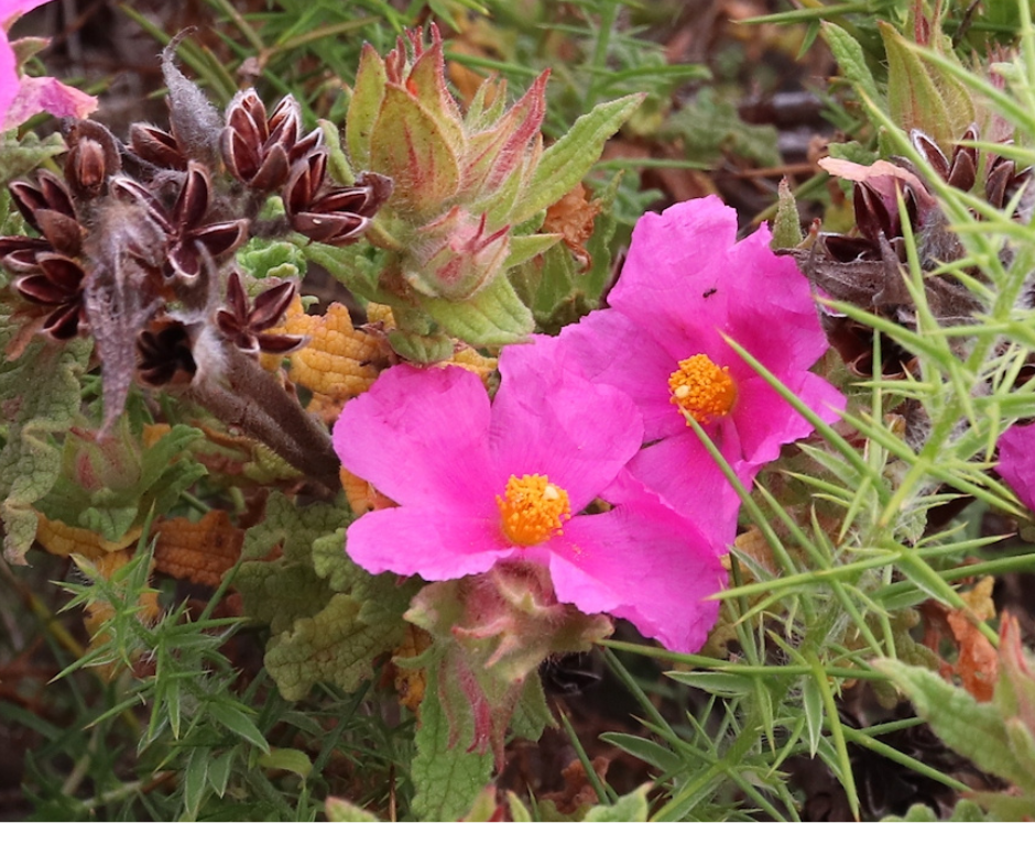 Rock Rose flower 